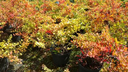 Berberys Thunberga  (Berberis Thunbergii)
