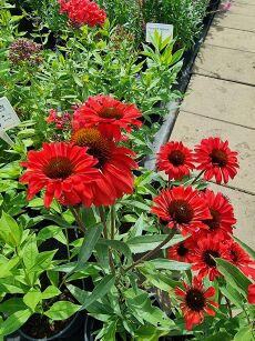 Jeżówka "Prima Ruby" ( Echinacea )