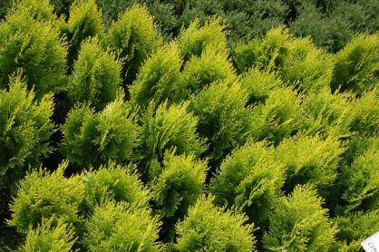 Żywotnik Wschodni "Aurea Nana" (Thuja Platycladus Orientalis)