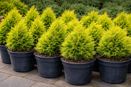 Żywotnik Wschodni "Aurea Nana" (Thuja Platycladus Orientalis)
