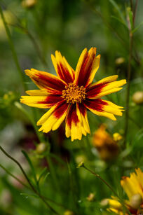 Nachyłek Wielkokwiatowy "Golden Stardust" (Coreopsis Grandiflora)