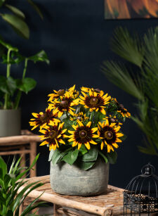 Rudbekia Owłosiona "Rudy Mini Yellow and Black" (Rudbeckia Hirta)