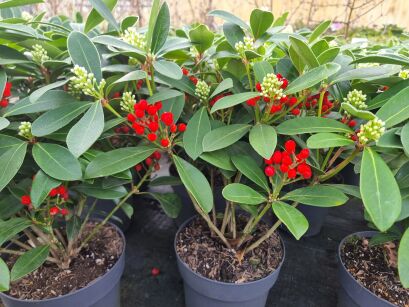 Skimia Japońska "Temptation" (Skimmia japonica)