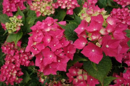 Hortensja Ogrodowa "Speedy Red" (Hydrangea Macrophylla)