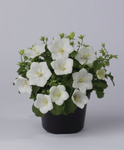 Dzwonek karpacki "Perla White" (Campanula Carpatica)