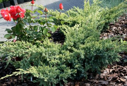 Jałowiec Łuskowy "Dream Joy" (Juniperus Squamata) 