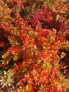 Berberys Thunberga "Kobold" (Berberis Thunbergii)