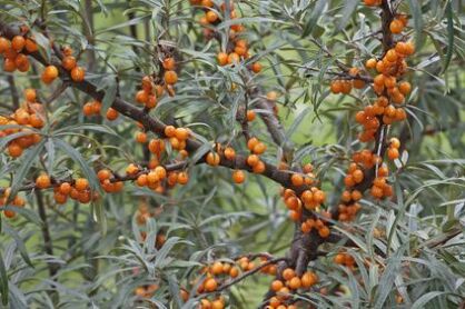 Rokitnik Pospolity "Frugana" (Hippophae Rhamnoides)