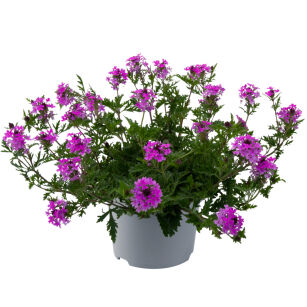 Werbena Kanadyjska "Veracity Rose" (Verbena Canadensis)