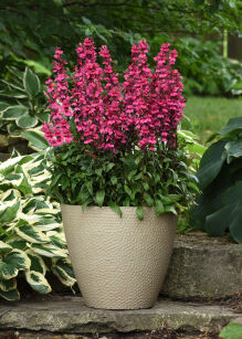 Lobelia okazała "Starship Rose" (Lobelia speciosa)