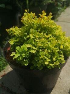 Berberys Thunberga "Bonanza Gold - Bogozam" (Berberis Thunbergii)