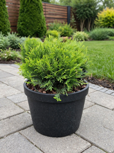 Żywotnik Zachodni "Danica" (Thuja Occ.)