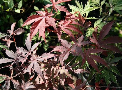 Klon Palmowy "Atropurpureum" (Acer Palmatum)