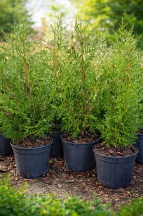 Żywotnik Zachodni "Brabant" (Thuja Occ.)