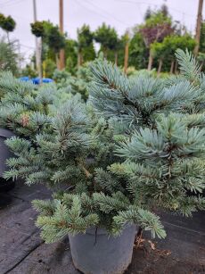 Świerk Kłujący "Glauca Globosa" (Picea Pungens)