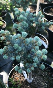 Świerk Kłujący "Glauca Globosa" (Picea Pungens)