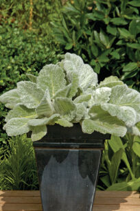 Szałwia Srebrzysta "Artemis" (Salvia Argentea)