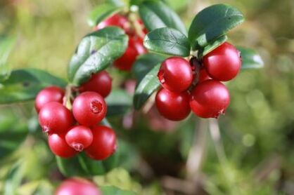 Żurawina Wielkoowocowa "Pilgrim" (Vaccinium macrocarpon)