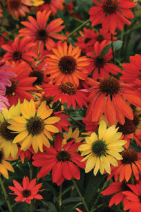 Jeżówka Purpurowa "Cheyenne Spirit" (Echinacea hybrida)