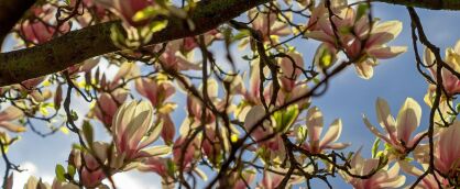 Magnolia "Ambrosia" (Magnolia)