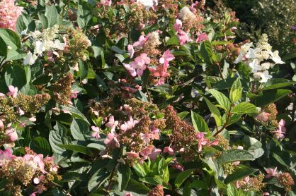 Hortensja Bukietowa "Pink Diamond" Pa - szczepiona na pniu (Hydrangea Paniculata)