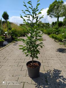 Grab Pospolity "Frans Fontaine" (Carpinus Betulus)