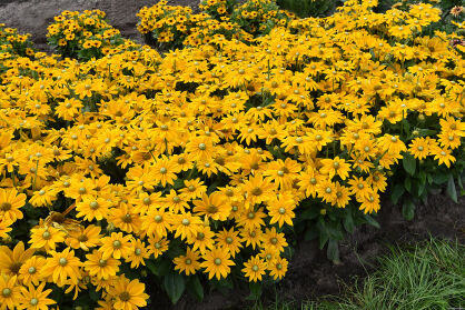 Rudbekia "SmileyZ™ Passion" (Rudbeckia)