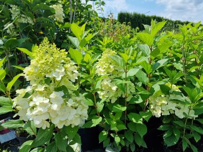 Hortensja Bukietowa "Hercules" (Hydrangea Paniculata)