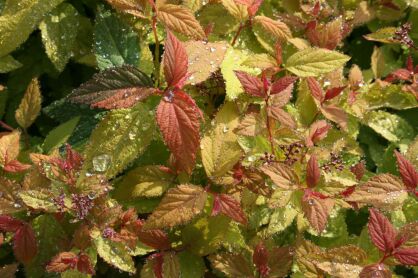 Tawuła Japońska "Candlelight" (Spiraea Japonica)