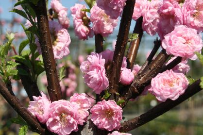 Migdałek Trójklapowy szczepiony (Prunus Triloba )