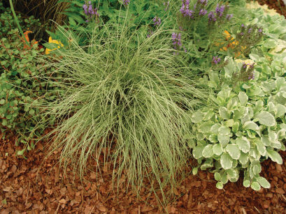 Turzyca biaława "Amazon Mist" (Carex albula)