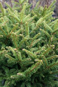 Świerk Pospolity "Pumila Glauca" (Picea Abies)