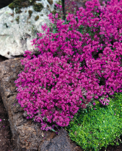 Macierzanka Wczesna "Red Carpet" -  (Thymus Praecox)