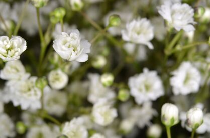 Gipsówka wiechowata / Łyszczec "Snowflake" (Gypsophila Paniculata)