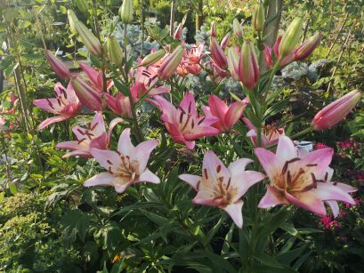 Lilia Azjatycka doniczkowa "Cavoli" (Lilium asiatic) 