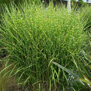 Miskant Chiński " Strictus " (Miscanthus Sinensis )