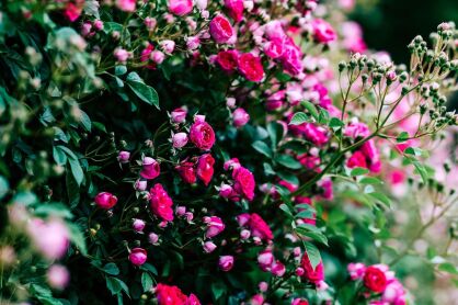 Róża Parkowa "Dinky" (Rosa)