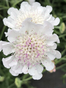Driakiew Gołębia "Kudo White" (Scabiosa columbaria)