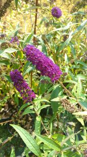 Budleja Dawida "Black Knight" (Buddleja Davidii)