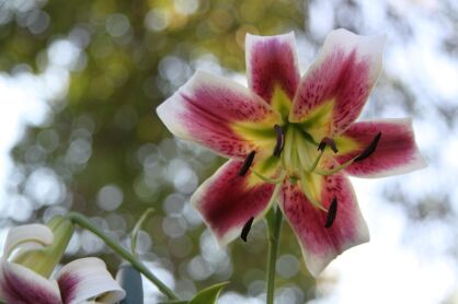 Lilia drzewiasta "Leslie Woodriff" (Lilium)