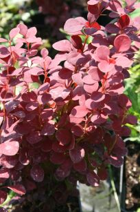 Berberys Thunberga "Orange Rocket" (Berberis Th.)