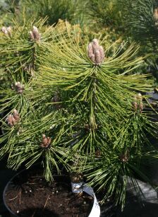Sosna Gęstokwiatowa "Jane Kluis" szczepiona (Pinus Densiflora)