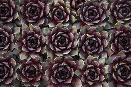 Rojnik "Lacerta" (Sempervivum hybridum)