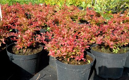 Berberys Thunberga "Coral" (Berberis Thunbergii)