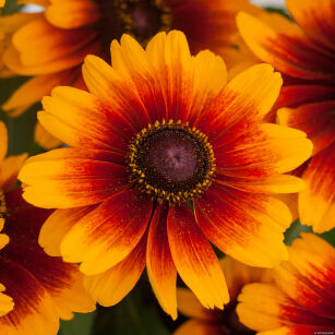 Rudbekia "SmileyZ™ Kissing" (Rudbeckia)