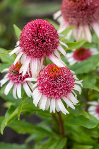 Jeżówka "Strawberry and Cream" (Echinacea Purpurea)