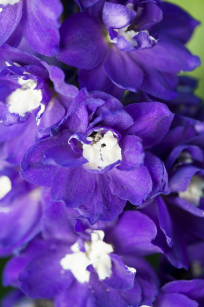 Ostróżka Ogrodowa "Magic Fountains Dark Blue / White Bee" (Delphinium X Cultorum)