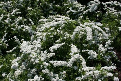 Tawuła Szara "Grefsheim" (Spiraea x Cinerea)