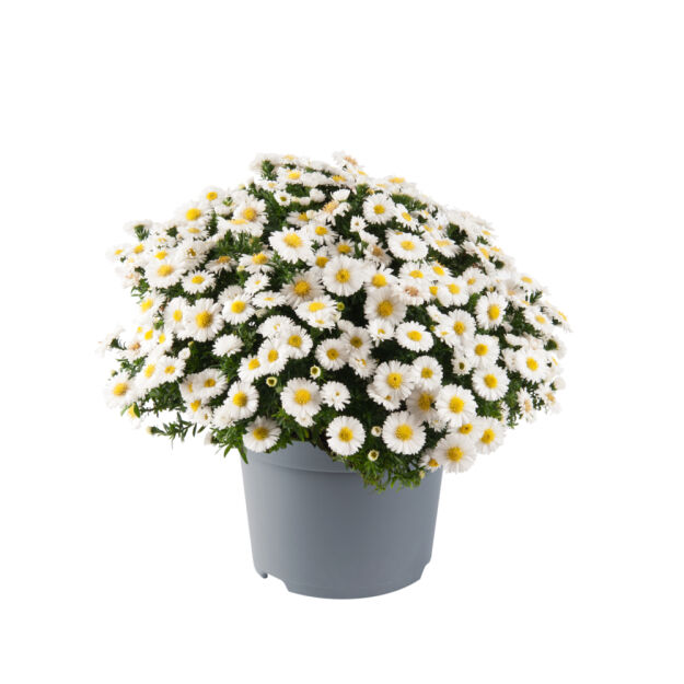 Aster Krzaczasty 
