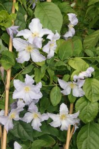 Powojnik Włoski "Błękitny Anioł" (Clematis)